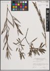 Foto von Salix eleagnos Scop.